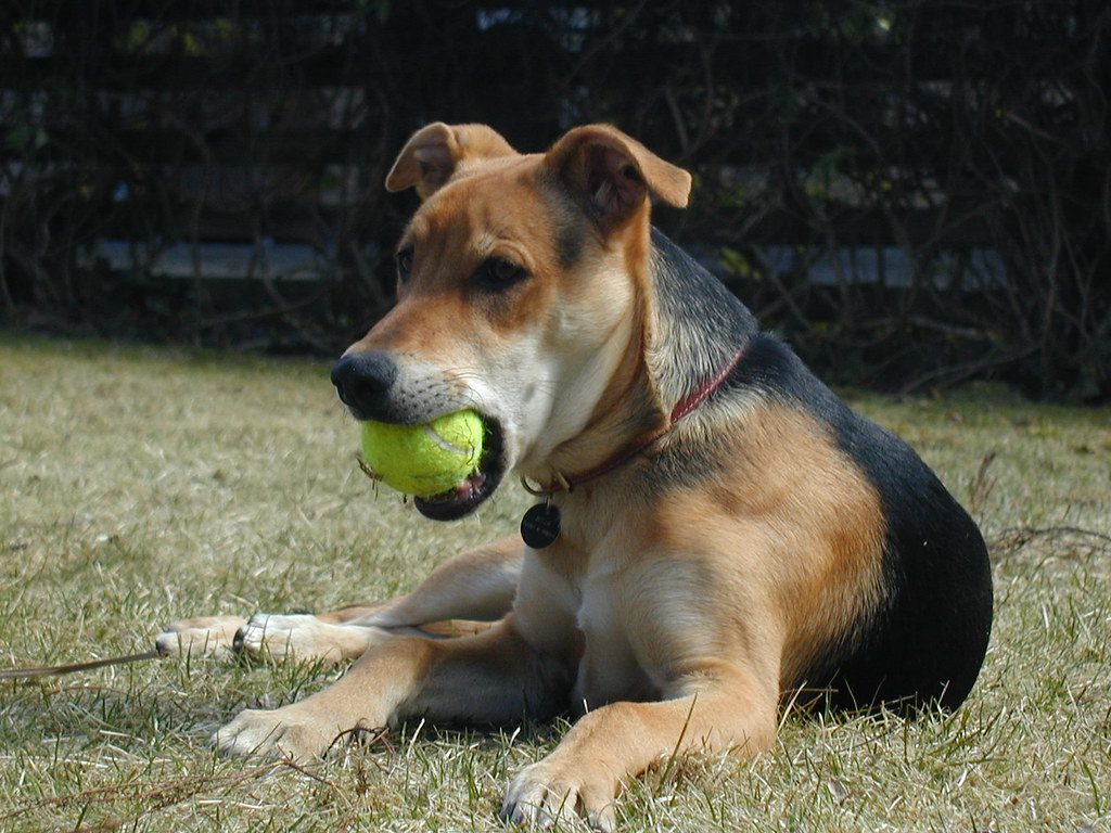 Older shepherd-mix dog with a graying muzzle lying on grass holding a tennis ball