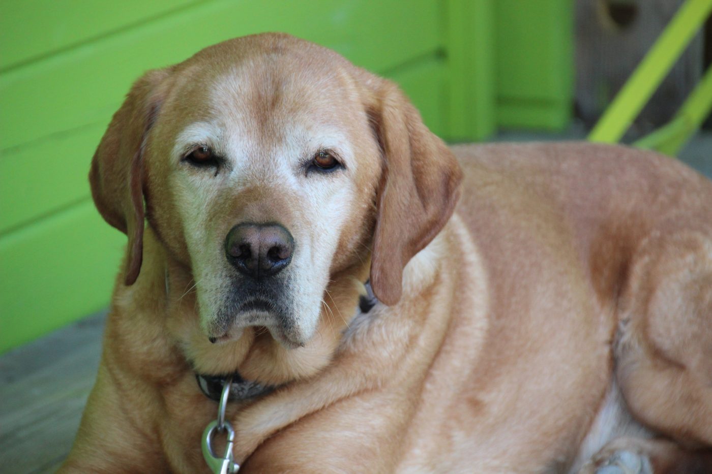 Senior yellow Labrador retriever with a gray muzzle resting on a porch