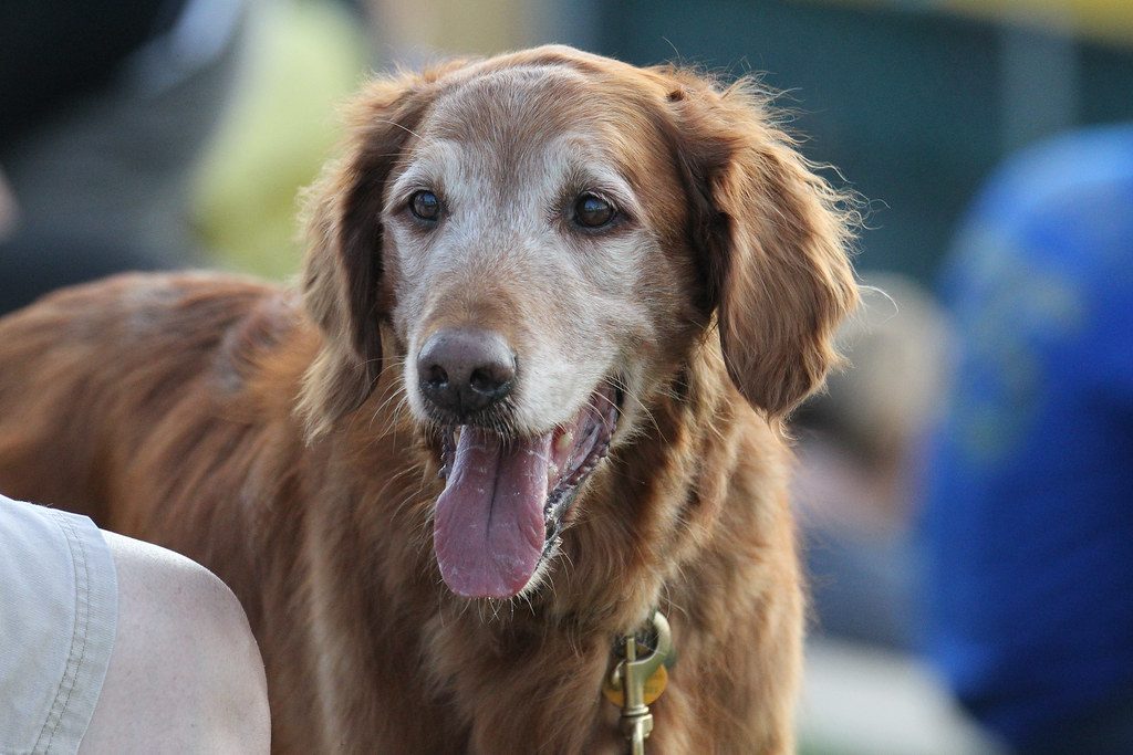 Senior golden retriever with a white-gray face panting outdoors