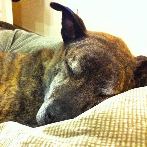 Senior brindle dog with a graying muzzle sleeping on a bed