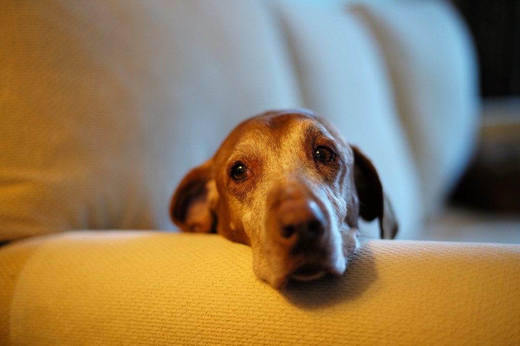 Senior brown pointer-hound with a graying muzzle resting its head on a couch cushion