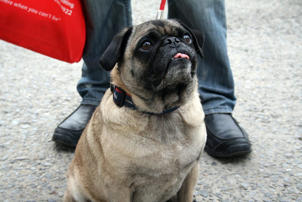 Older fawn pug with a graying muzzle sitting at its owner’s feet outdoors