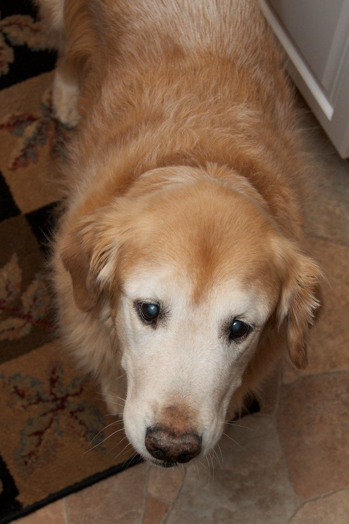 Senior golden retriever with a white face and cloudy eyes looking up indoors