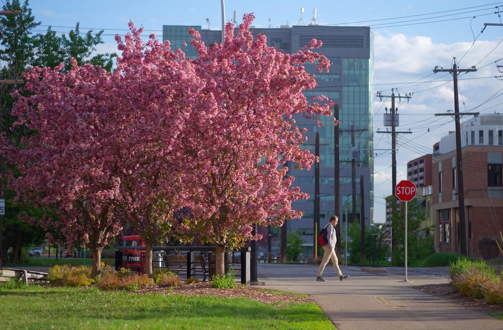 Pink flowering tree beside a sunlit paved path with a distant pedestrian walking and city buildings behind