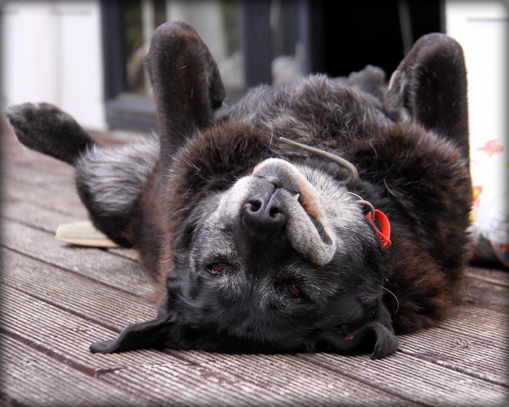 Senior black shepherd-type dog with a gray muzzle lying on its back on a wooden deck
